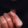 Garnet Oval Stud Earrings